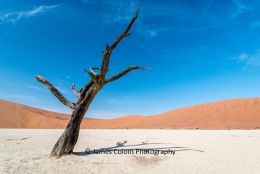 Leaning camel thorn tree at Sossussvlei, Namibia