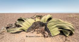 Welwitschia plant in the Namib Desert, Namibia