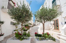 Olive trees in empty streets in Ostuni, Puglia, Italy during Covid 19