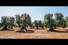 Ancient Olive Trees at Masseria Valente Agriturismo, Puglia, Italy