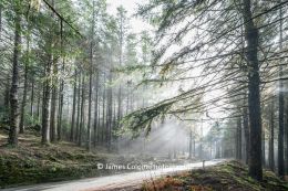 Foggy haze through trees on ER103 Road in Ribeiro Frio Forest, Funchal, Madeira, Portugal