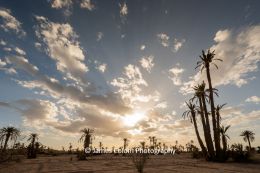 Palm tree grove at sunset on the N10 near Ouarzazate, Morocco