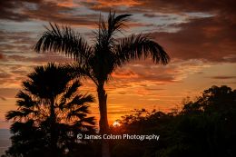 Palms at Sunset, Manuel Antonio, Costa Rica