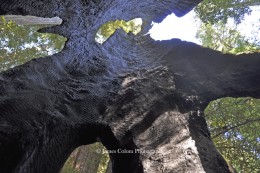 Inside a Dead Sequoia