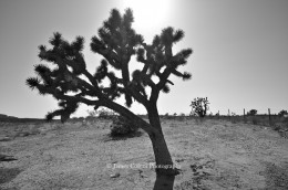 Joshua Tree on I-15