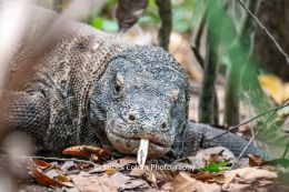 Komodo Dragon Sticking out Tongue on Komodo Island, Indonesia