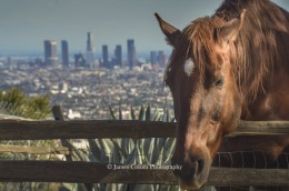 Horse in the Hollywood Hills