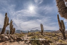 Cactus at Pucara de Tilcara, Jujuy, Argentina