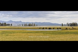 Yellowstone: Bison Grazing in Yellowstone