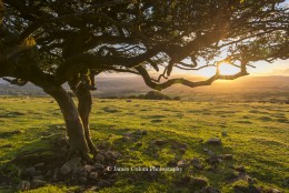 Tree on Dartmoor at sunset, UK