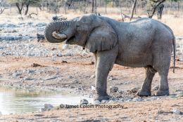 Elephant drinking at Okaukuejo waterhole, Etosha National Park