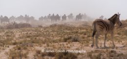 Herd of wilderbeest migrating to waterhole while zebra watches, at Etosha National Park