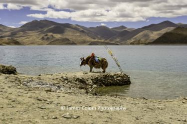 Yak on Lake Yamdrok (Yamzho Yumco), Tibet, China