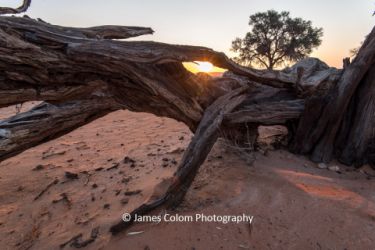 Sunset framed by a fallen tree at Sossussvlei Desert Camp, Namibia