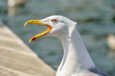 Barcelona Seagull
