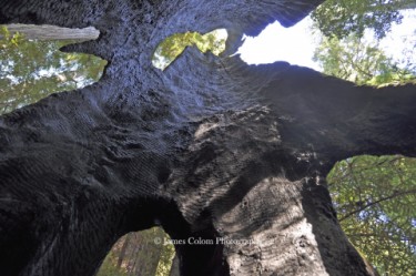 Inside a Dead Sequoia