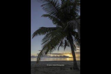 Sunrise under a palm tree at Hopkins