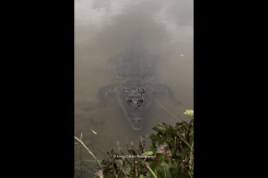 Hungry freshwater crocodile
