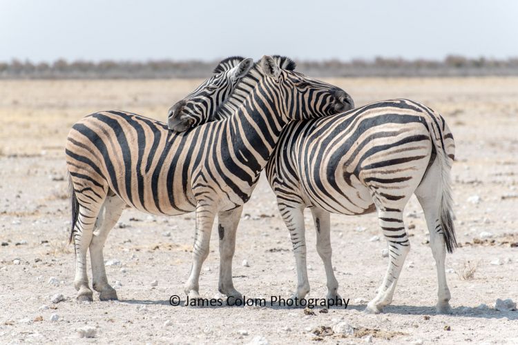 Hugging Zebra in Etosha National Park, Namibia