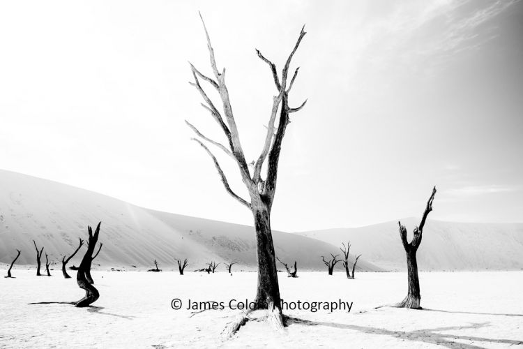 Camel Thorn Trees at Deadvlei, Sossussvlei, Namibia