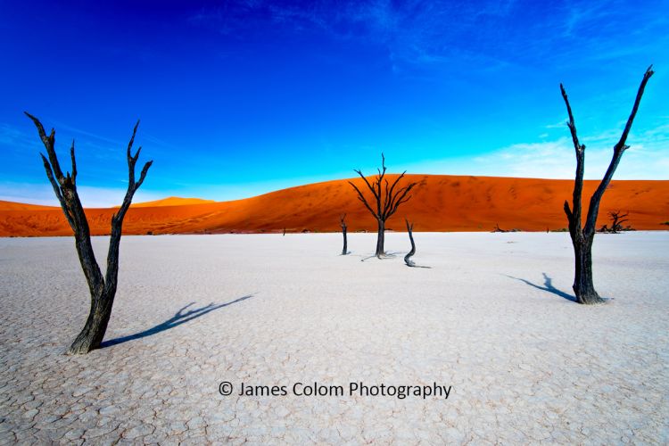 Camel thorn trees at Deadvlei, oversaturated, Namibia