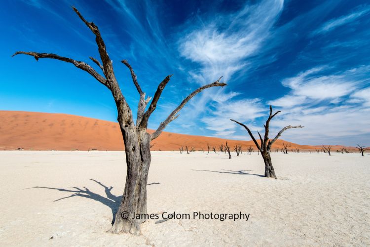 Camel Thorn Trees at Deadvlei, Sossussvlei, Namibia