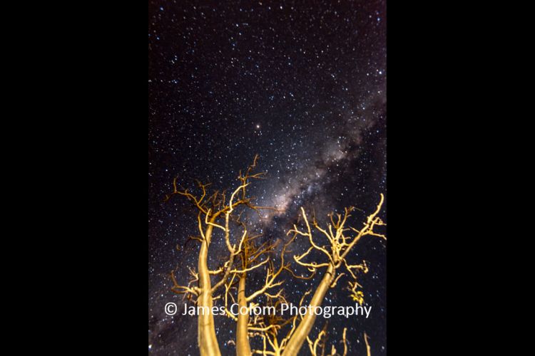 Milky Way behind Baobab Trees in Namibia