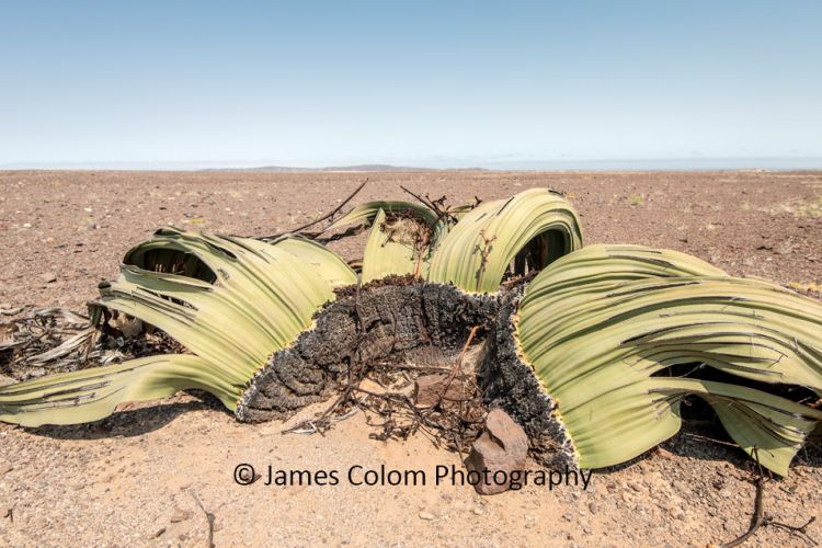 Welwitschia plant in the Namib Desert, Namibia