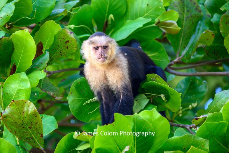 Capuchin Monkey in the trees, Manuel Antonio, Costa Rica