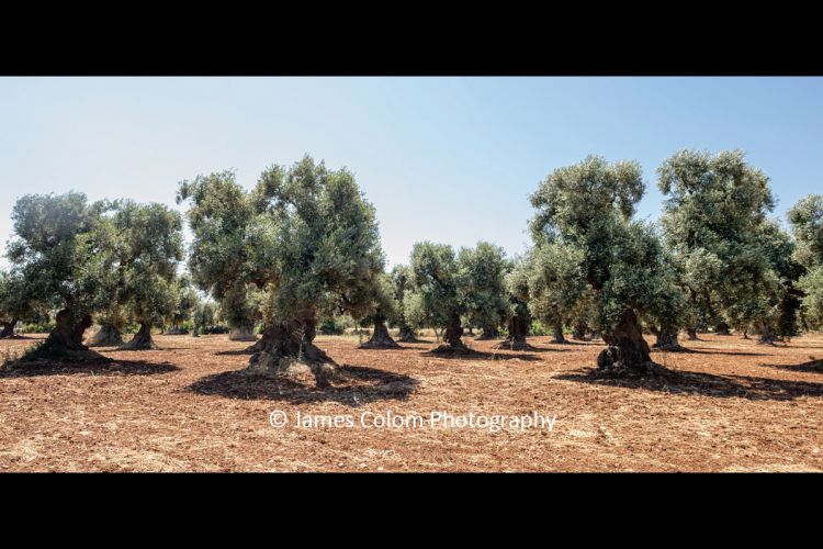 Ancient Olive Trees at Masseria Valente Agriturismo, Puglia, Italy