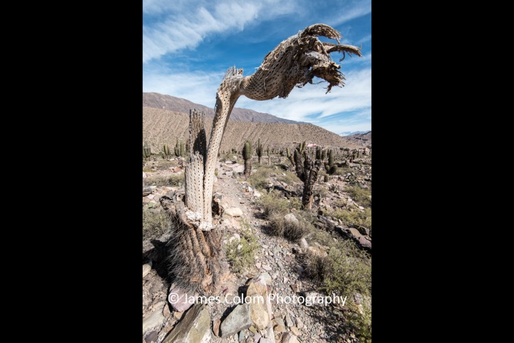 Dead Cactus trunk at Pucara de Tilcara, Jujuy, Argentina