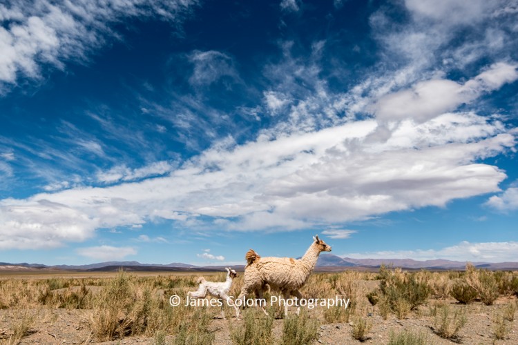Llama and baby on Altiplano, Jujuy, Argentina