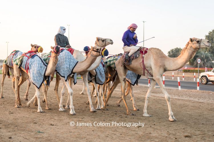 Camels getting ready to race at the Al Marmoom racing track, outside Dubai, UAE