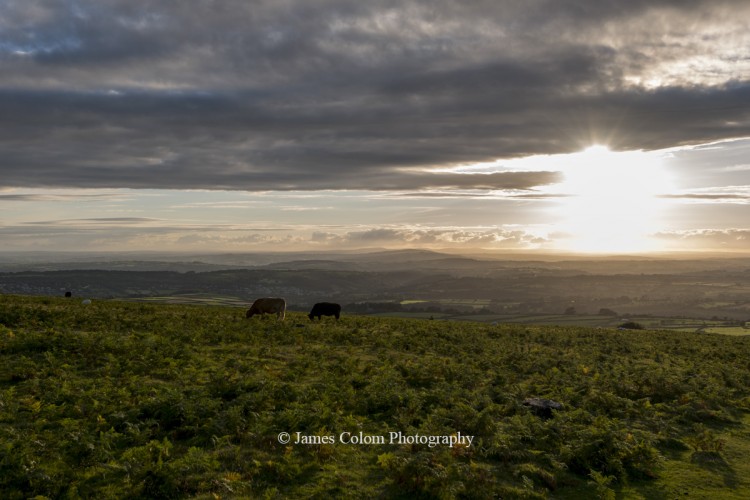 Cows grazing on Dartmoor before sunset, England