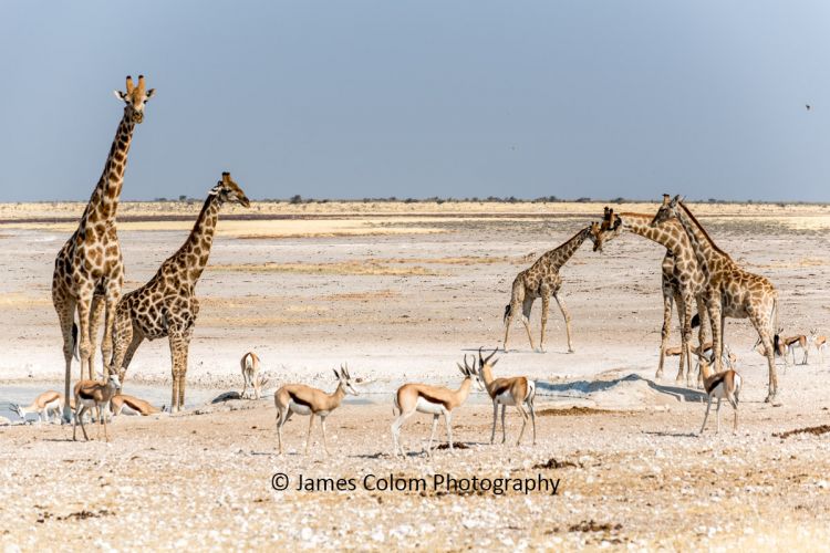 Giraffe and springbok drinking at the salt pan, Etosha National Park