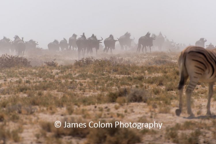 Herd of wilderbeest migrating to waterhole while zebra watches, at Etosha National Park