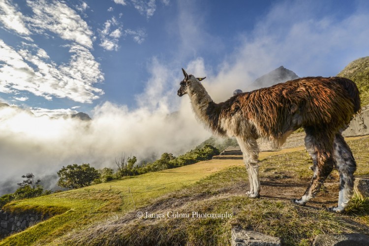 Llama looking out at the morning fog, Peru