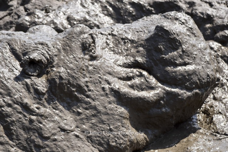 Hippo bathing in the mud