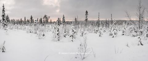 Arctic Forest near Kiruna in Swedish Lapland, Sweden